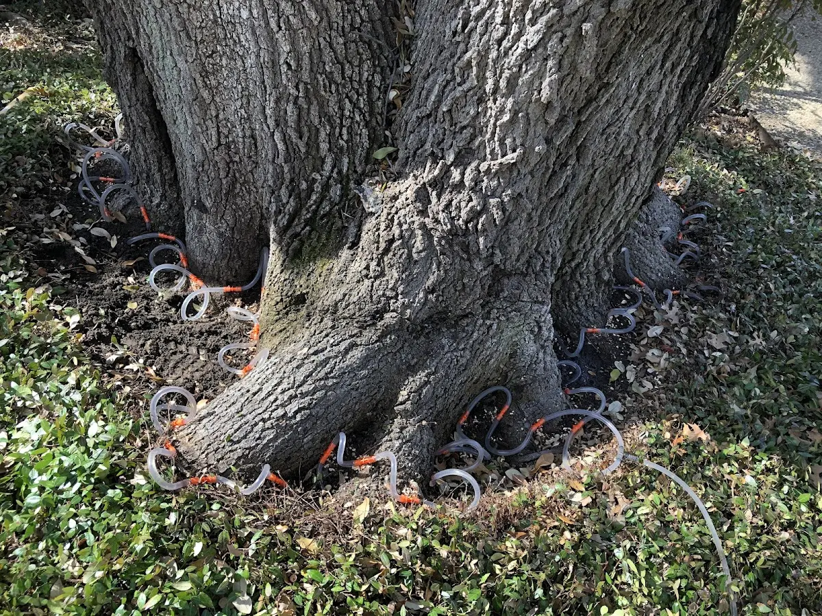 Detailed Tree Cabling and Bracing job site in Ivydale